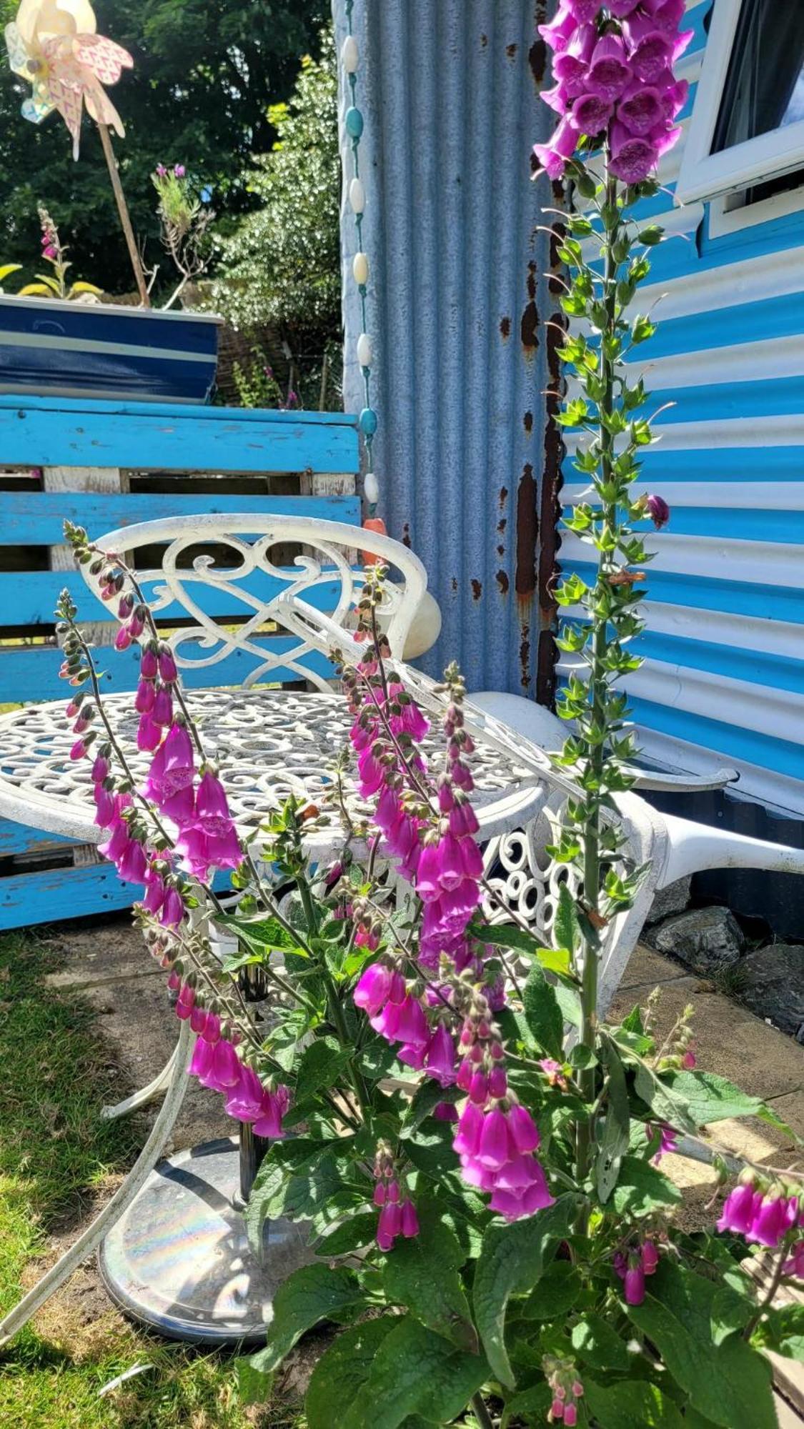Hotel Treguth Glamping Unique Experience - Themed Huts à Saint Day Extérieur photo